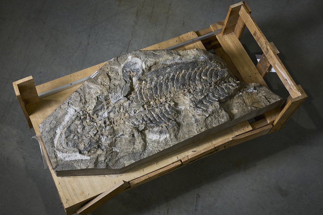 Ancient amphibian identified in Australia