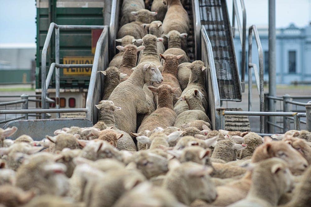New safety guidelines for livestock transport