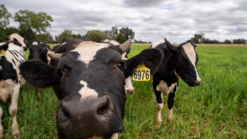 The future is bright for our dairy industry