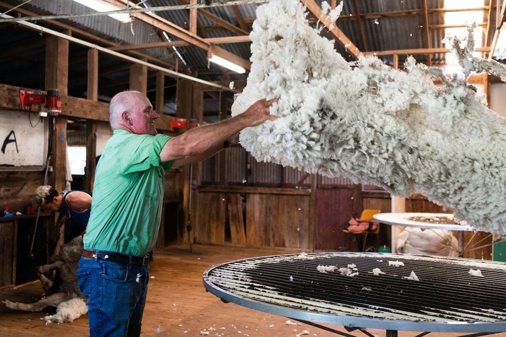 Sharing the joy of the mighty Merino