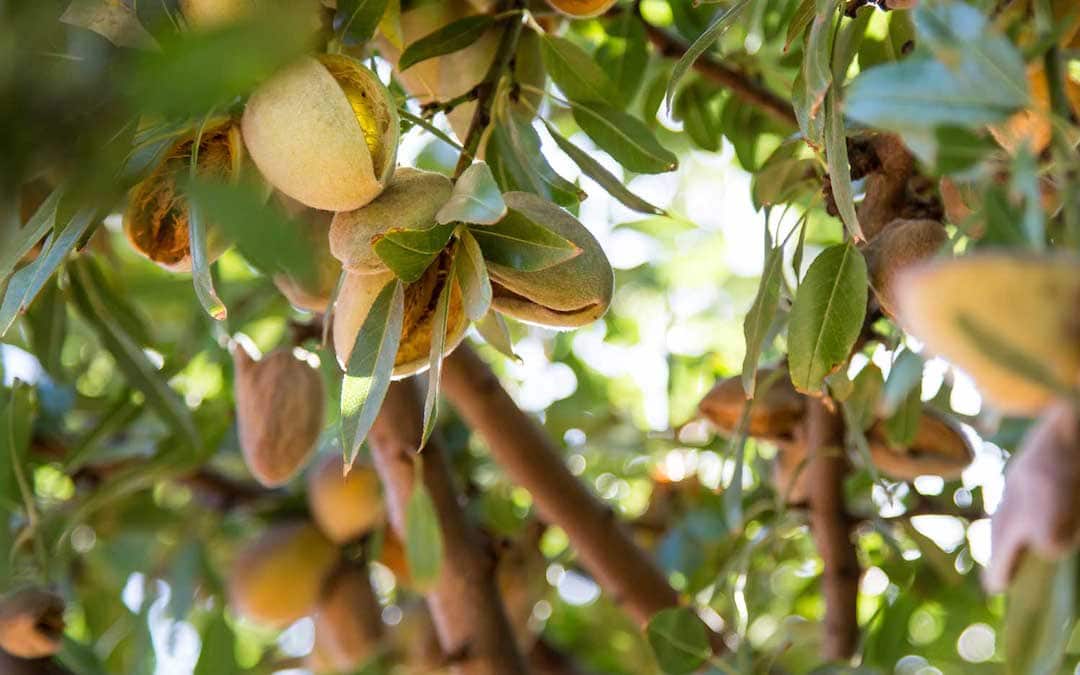 Inside Australia’s almond industry