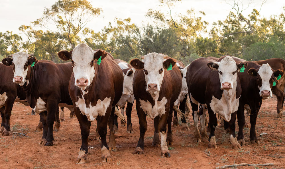 The herd