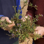 Blue heliotrope weed in NSW