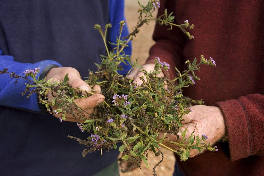 The epidemic of weeds and pests continues
