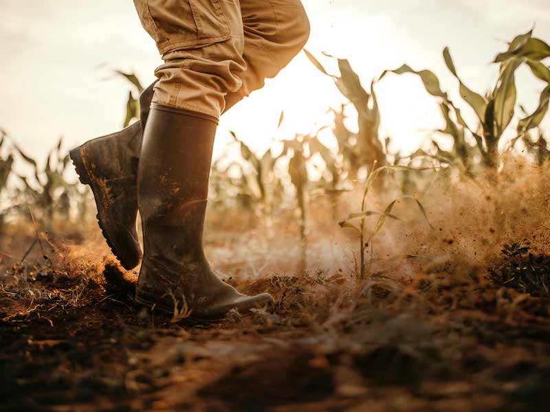 Boots in paddock during drought
