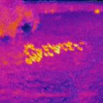 infrared image of sheep