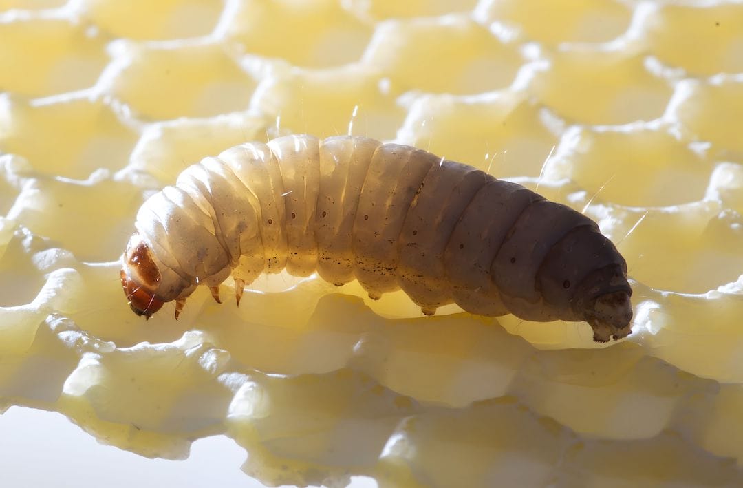 Caterpillars eating plastic waste