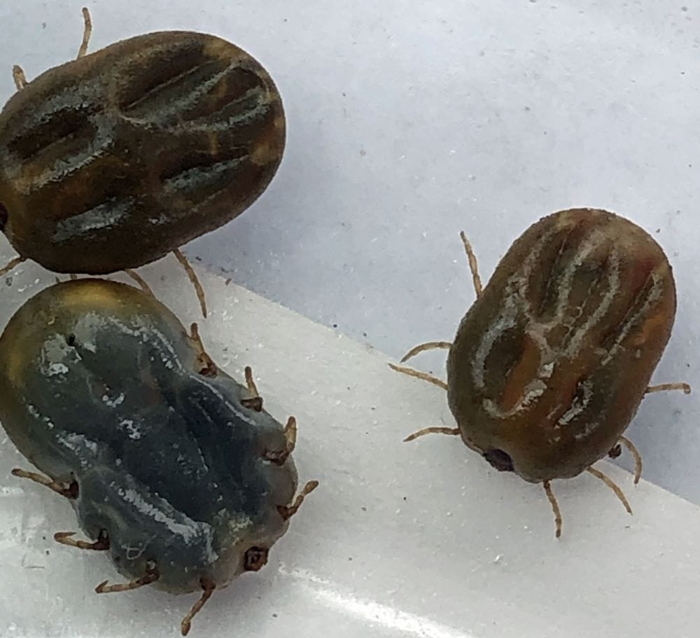 Tick fever alert for northern NSW cattle producers following recent outbreaks