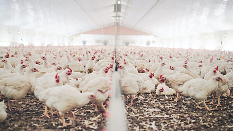 Geothermal powered poultry meat