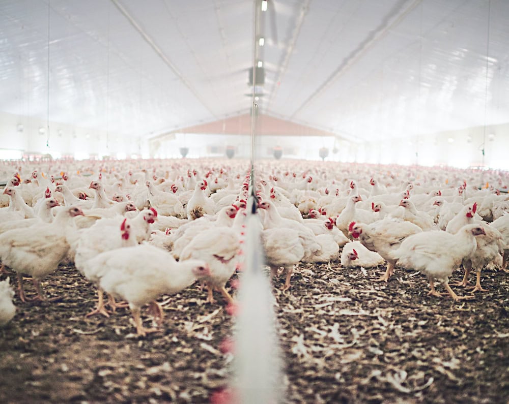 Geothermal powered poultry meat
