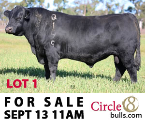 Cattle & Livestock Report – Circle8bulls
