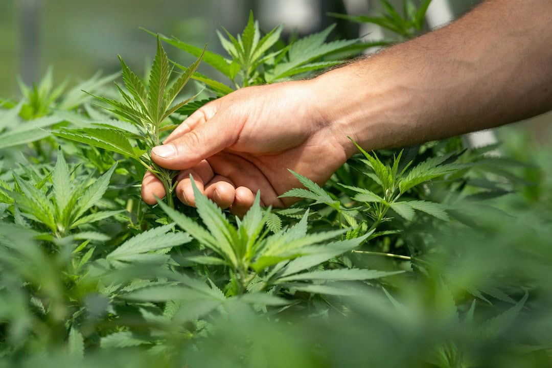 Hemp industry taskforce