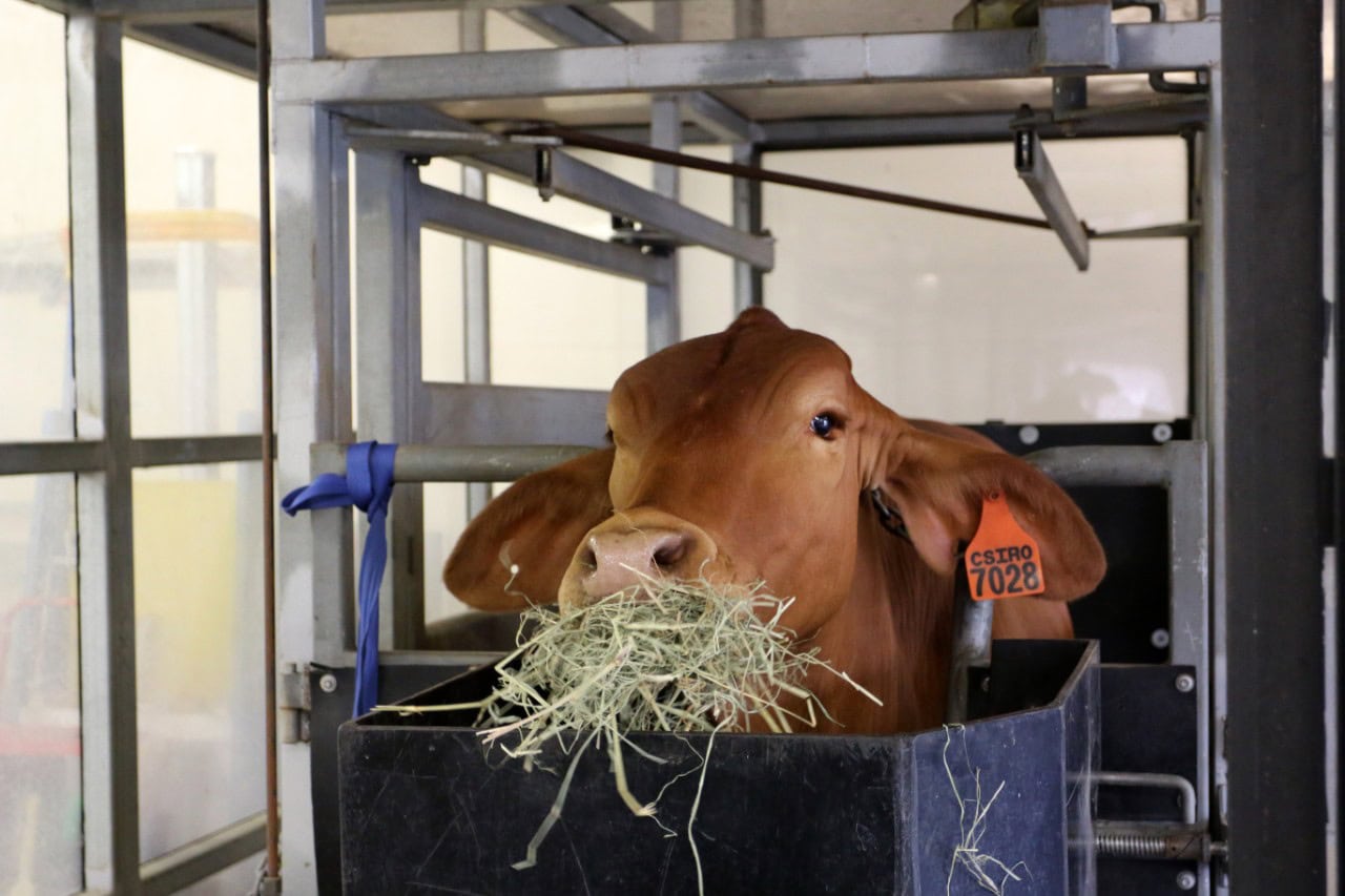Seaweed to reduce methane emissions