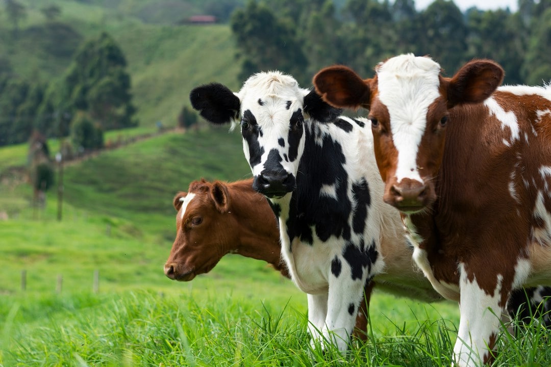 Australian Cattle Herd to Stabilise in 2024 After Decade-High Growth