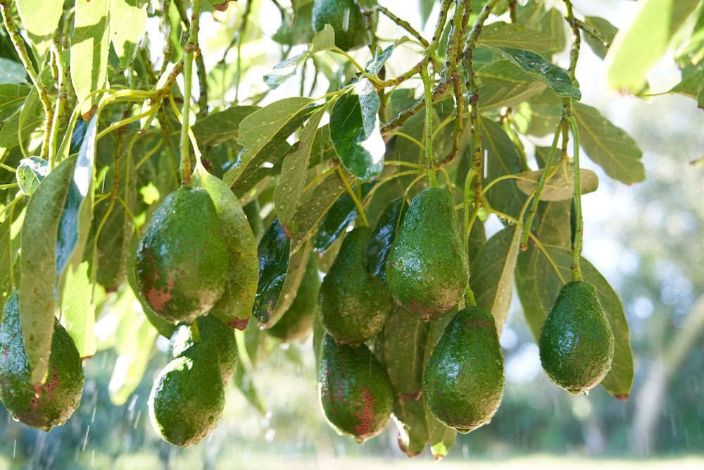 irrigating avocados