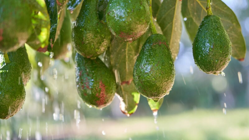 The irrigation issue: every drop counts
