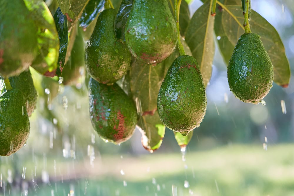 The irrigation issue: every drop counts