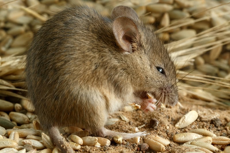 Sniffing out a mouse plague solution