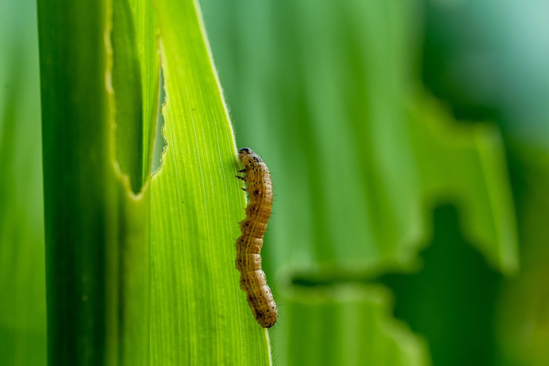 Plotting the fall of the armyworm