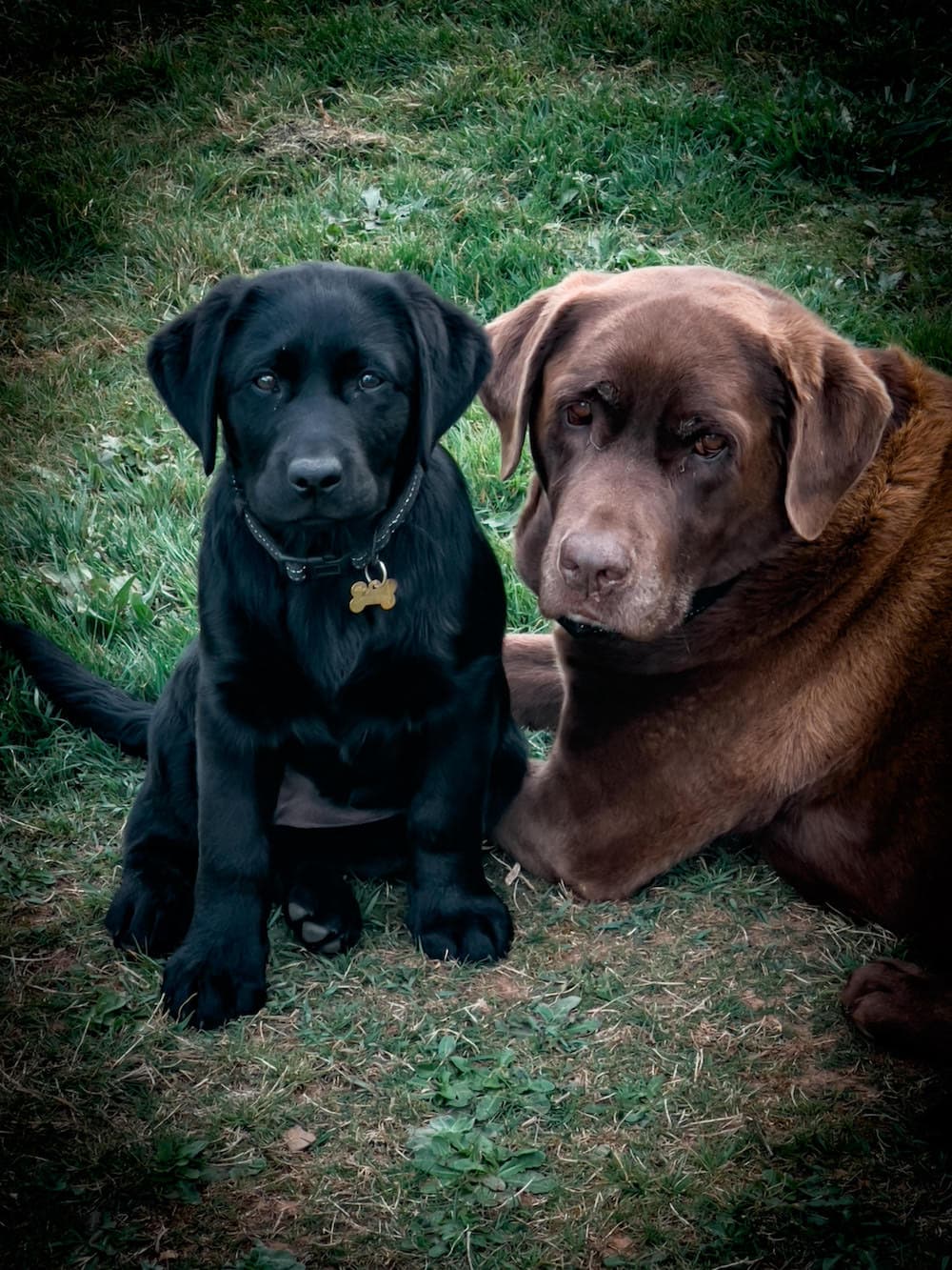 Farm Dogs: Kyah and Sena from Oberon