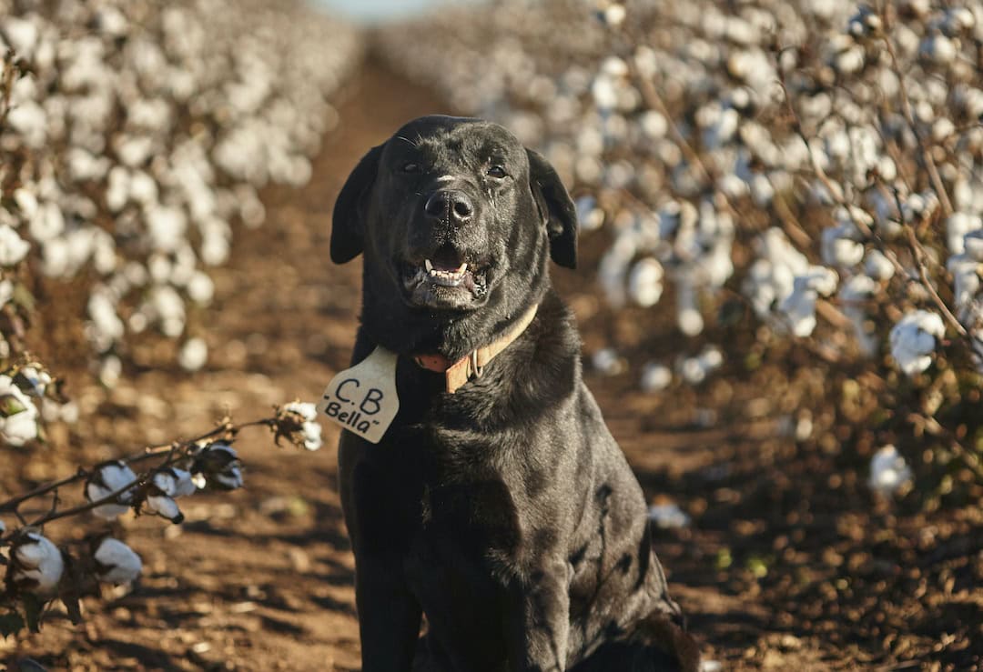 Winston the farm dog from Delungra