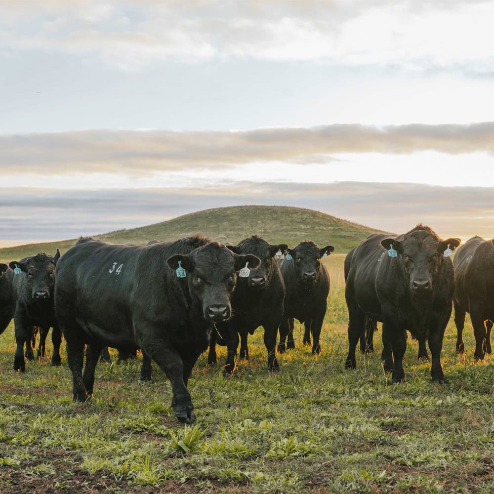 Commercial relevance in seedstock