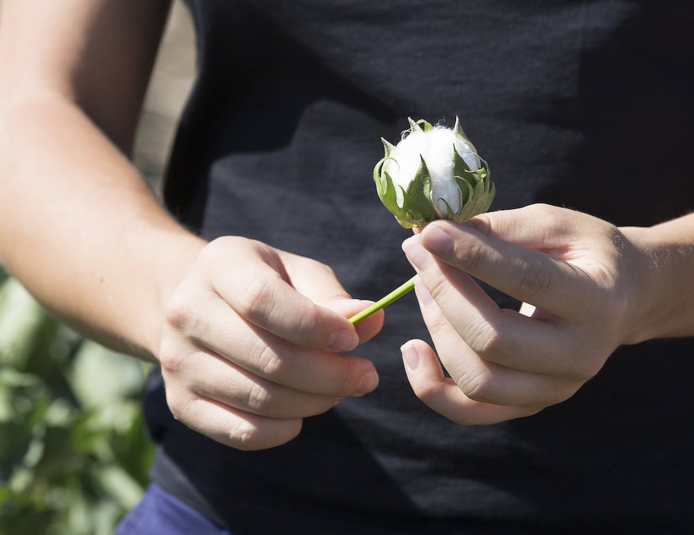 Cicada GrowLab: an ag ideas hub