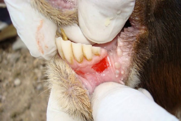 Foot-and-mouth disease workshops for farmers