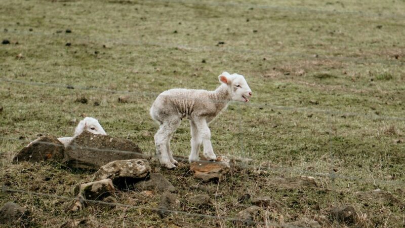 Australia’s lamb population at risk of heat stress