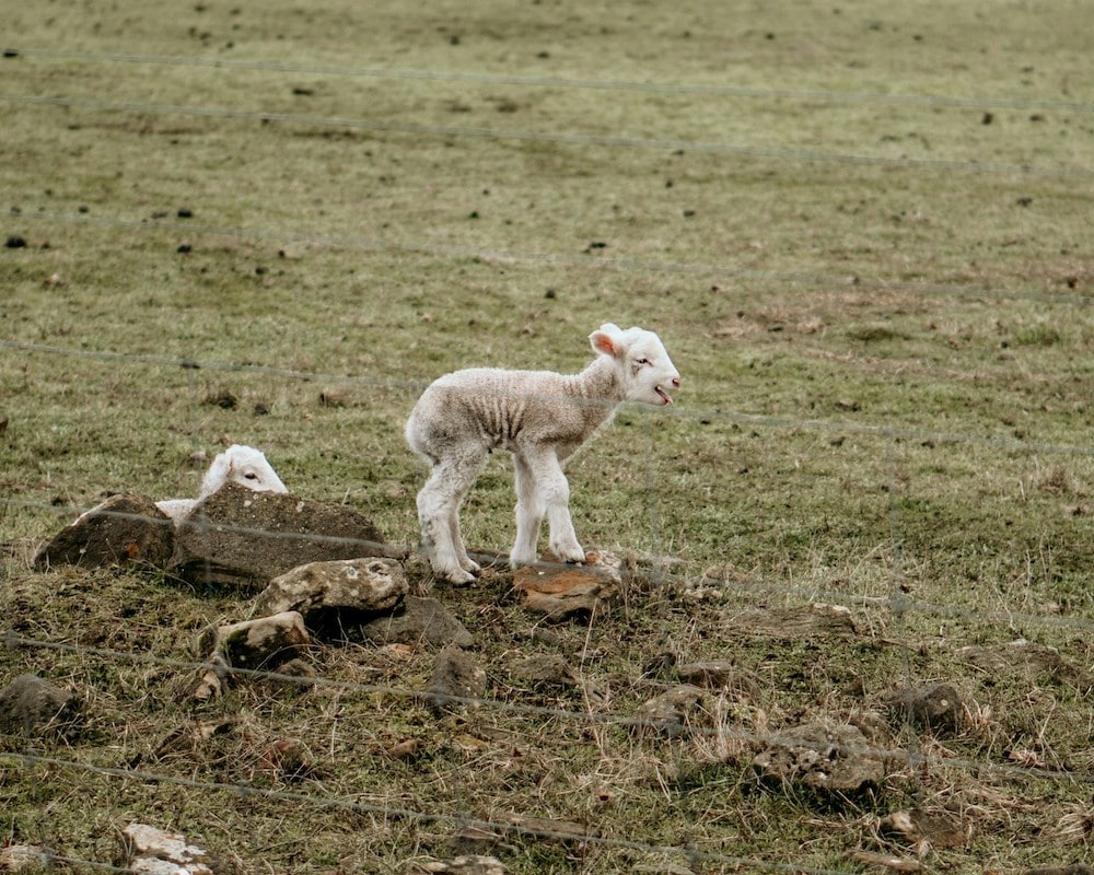 Australia’s lamb population at risk of heat stress