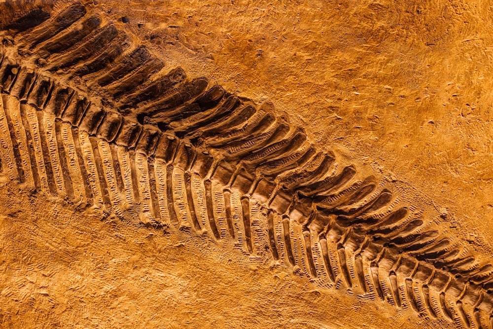When a farmer finds a fossil