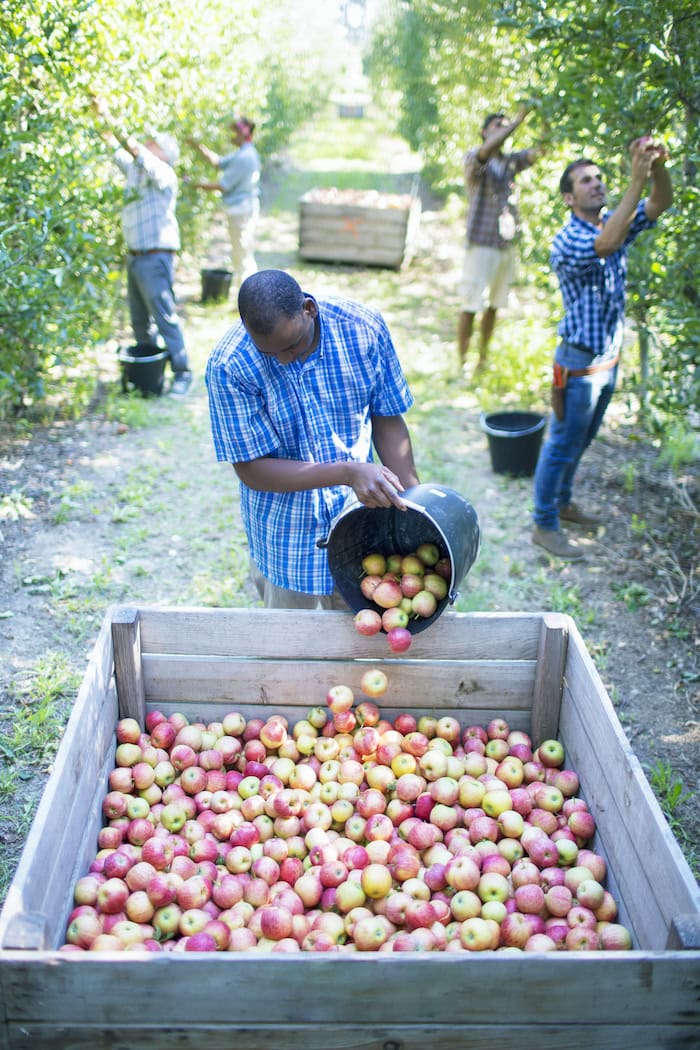 Labour shortage in fruit and vegie industry worsens