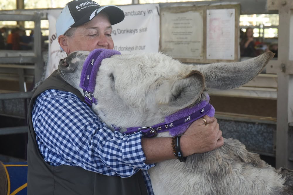 The rescue sanctuary that’s simply donkey business
