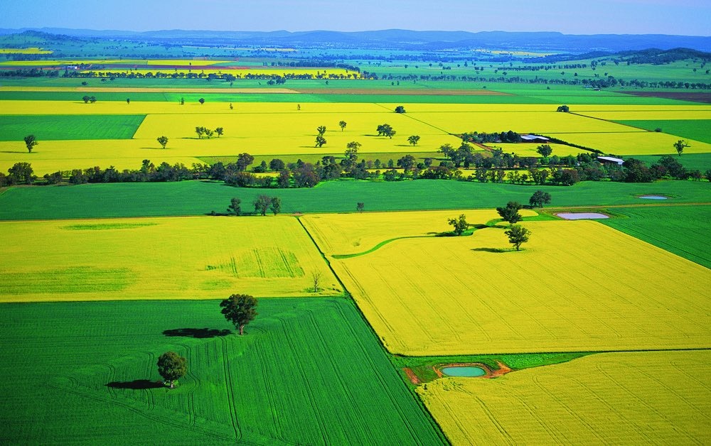 NSW winter crops set for record yields, but farmers urged to stay cautious