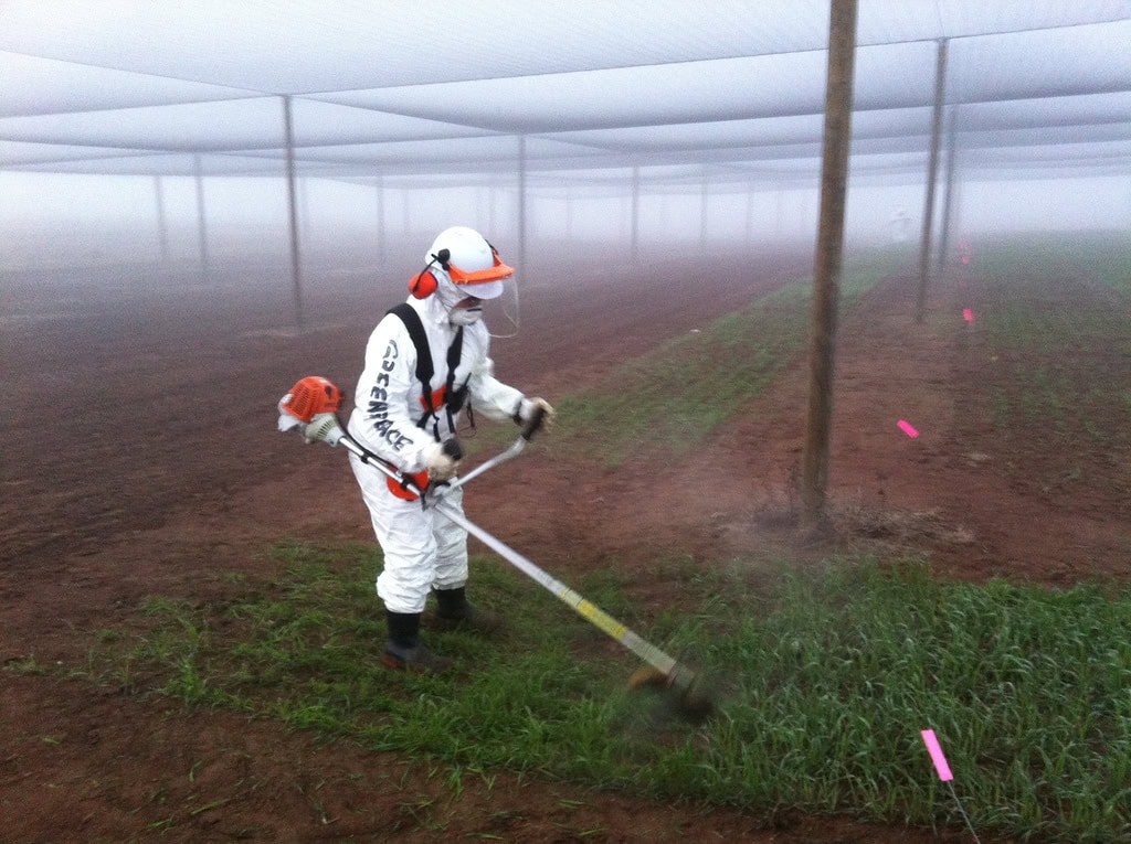 GM crops being destroyed