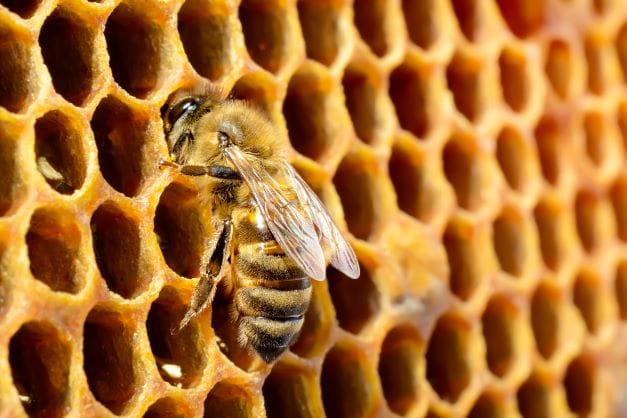 Varroa mite support for beekeepers