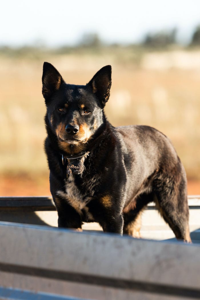 Meet handsome Walker Edson from Ivanhoe