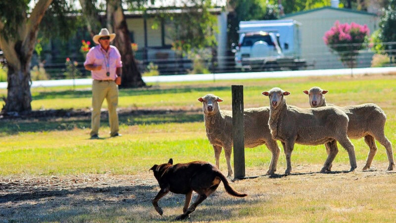 One man’s farm dog school