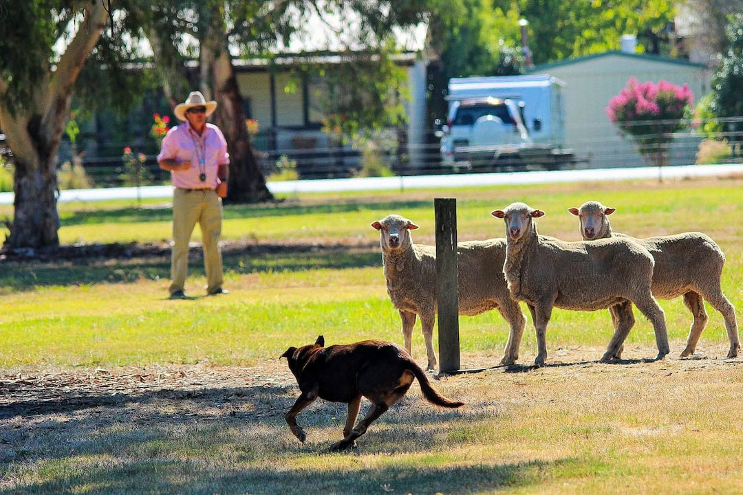One man’s farm dog school