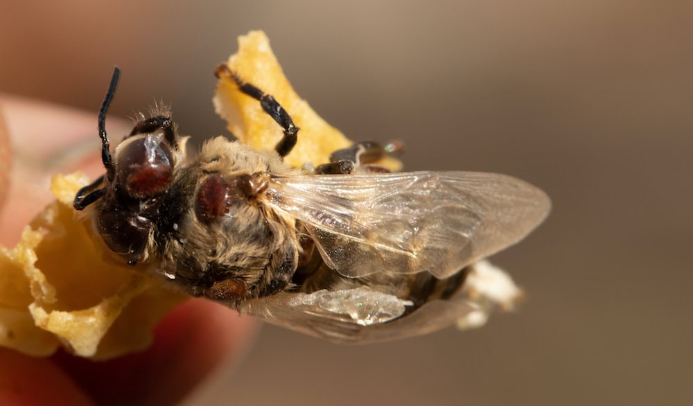 Can we save bees from Varroa mite?