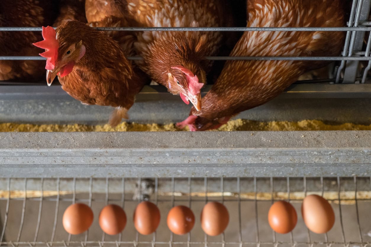 egg production