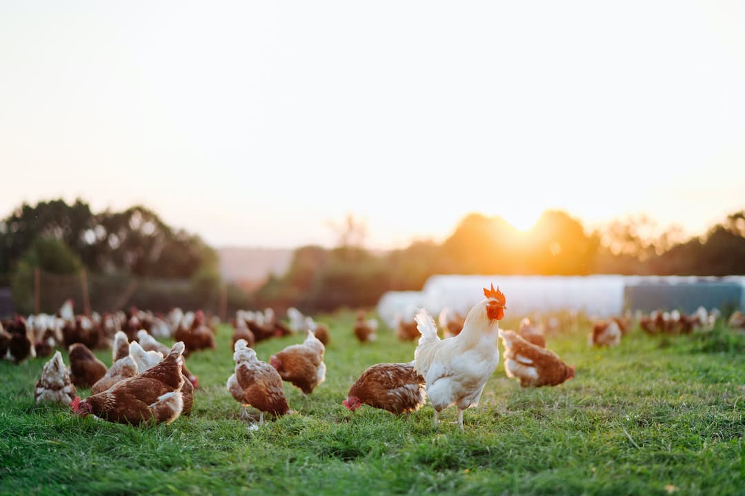Avian Influenza detected in NSW