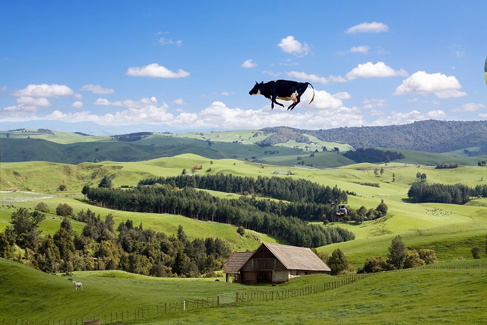 Unexpected true story: Death by falling cow