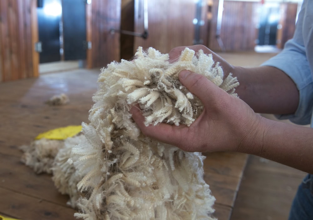A woolly solution to plastic pollution