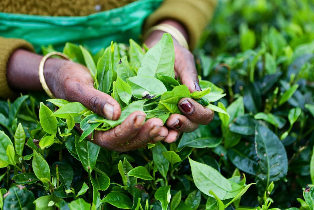 How Sri Lanka crippled its farming industry