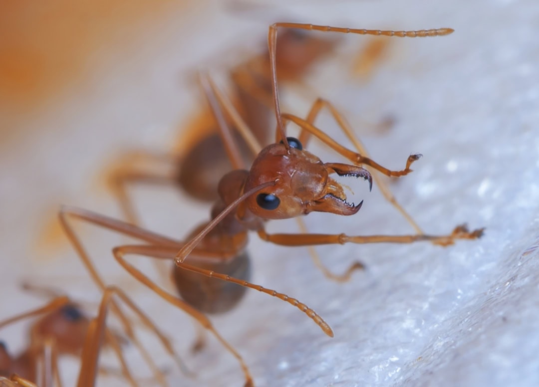 Fire ants