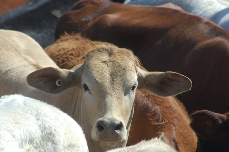 NSW Farmers unconvinced on cattle restructure