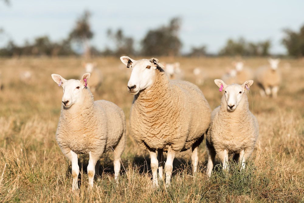 NSW Farmers: support for traceability is ‘conditional’