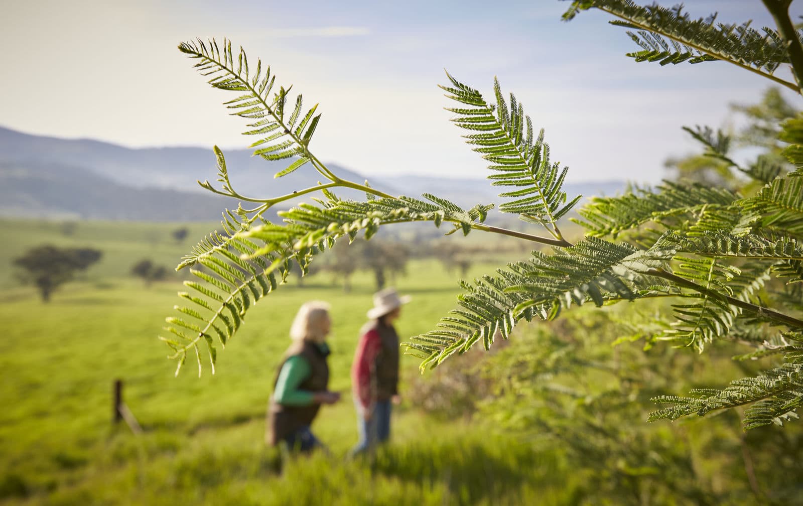 Green tick for Australian agriculture