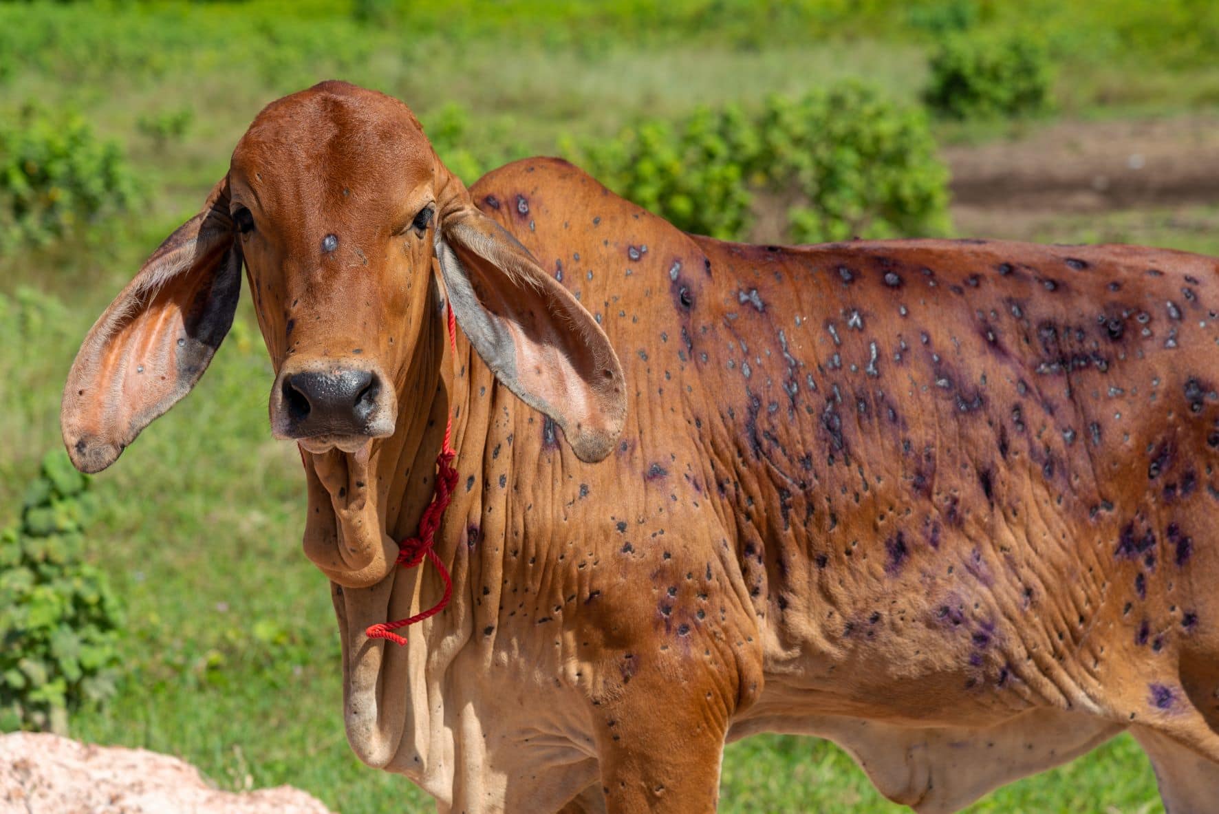 Crisis response to Lumpy Skin Disease